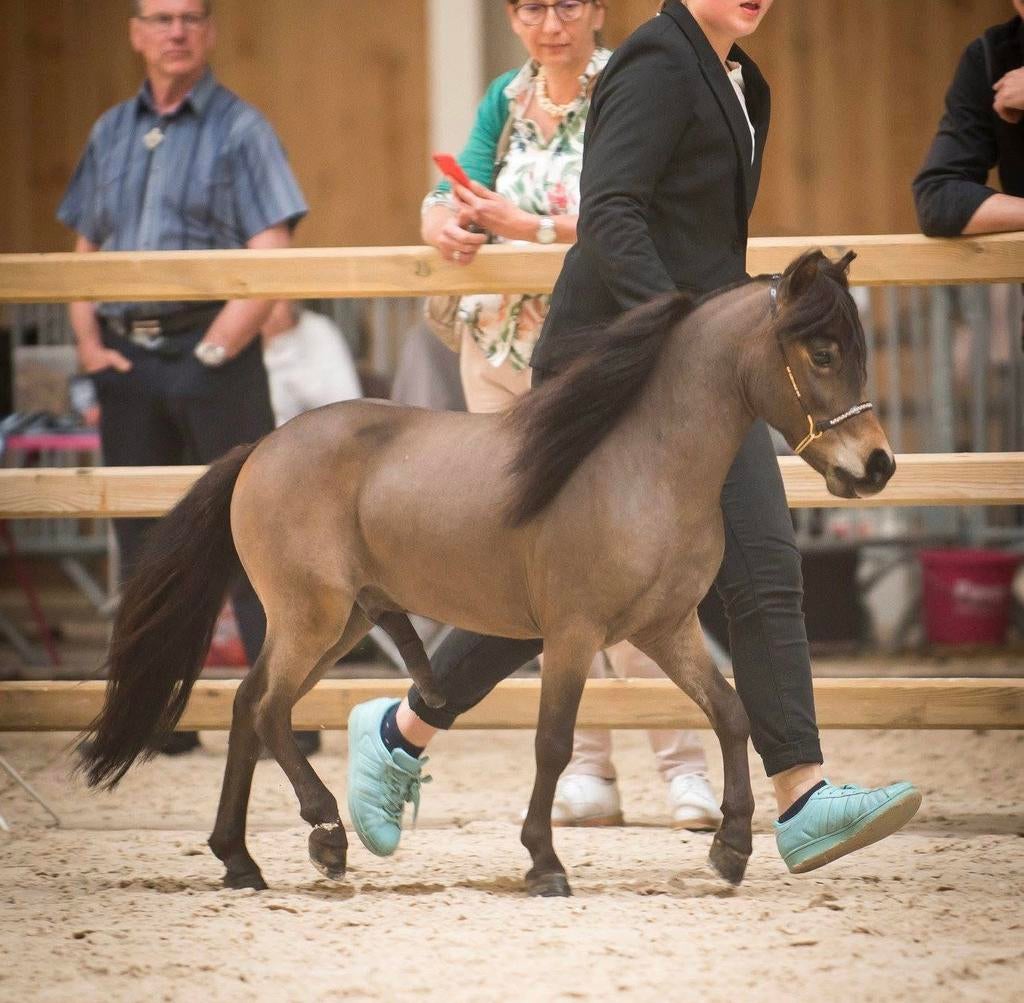 NMPRS ruintje zoekt forever home, Animaux & Accessoires, Poneys