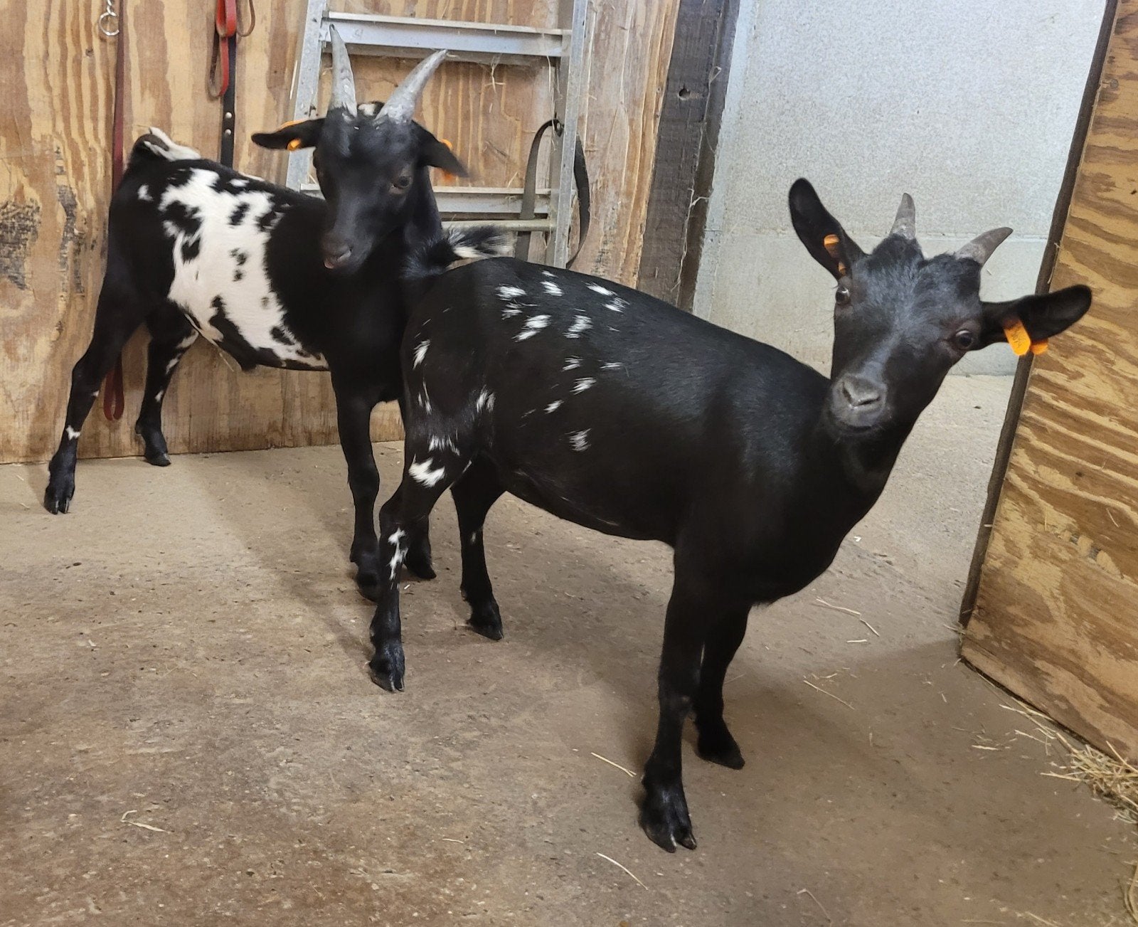 Mooi !!!DRACHTIG!!! dwerggeitje., Dieren en Toebehoren