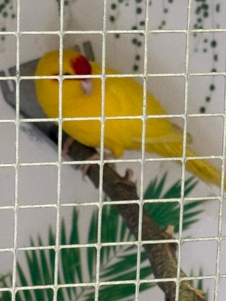 Kakariki, Mâle, Bagué