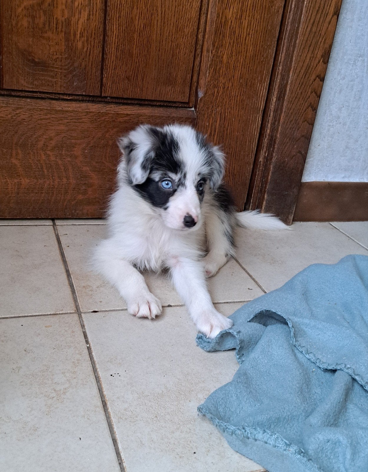 chiots border collie doux à la ferme, parents présents, Animaux & Accessoires, Chiens | Bergers & Bouviers, Colley, Plusieurs