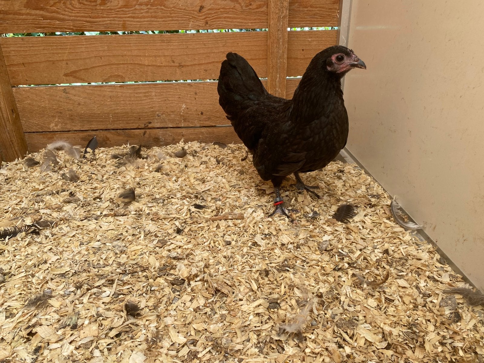 2 australorp kriel hennen blauw/zwart, Dieren en Toebehoren, Pluimvee
