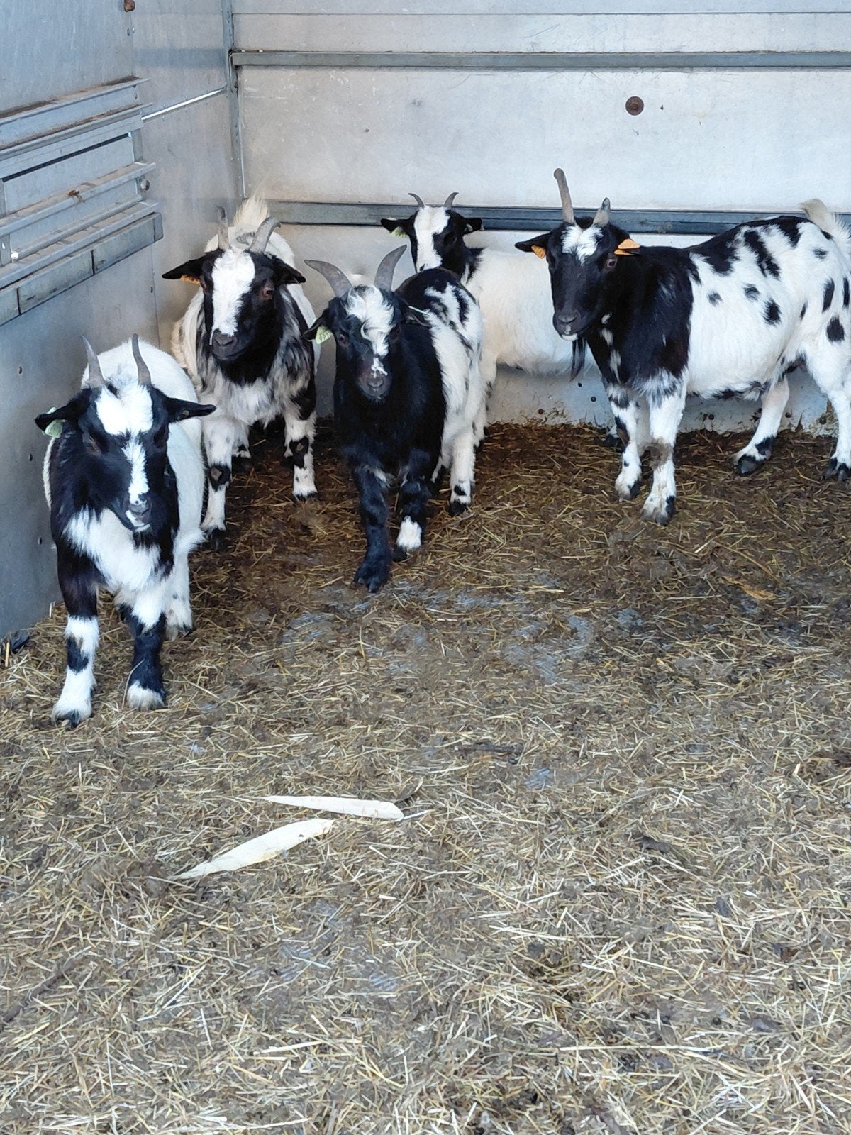 chèvres pygmées, Janvier, Plusieurs animaux