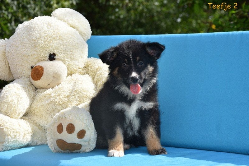 Prachtige kruising Herder pups, Maladie de Carré (chiens), Colley, Plusieurs, Belgique