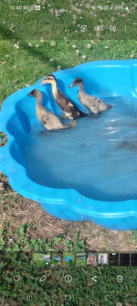 Canards indiens, Animaux & Accessoires, Sexe inconnu, Canard