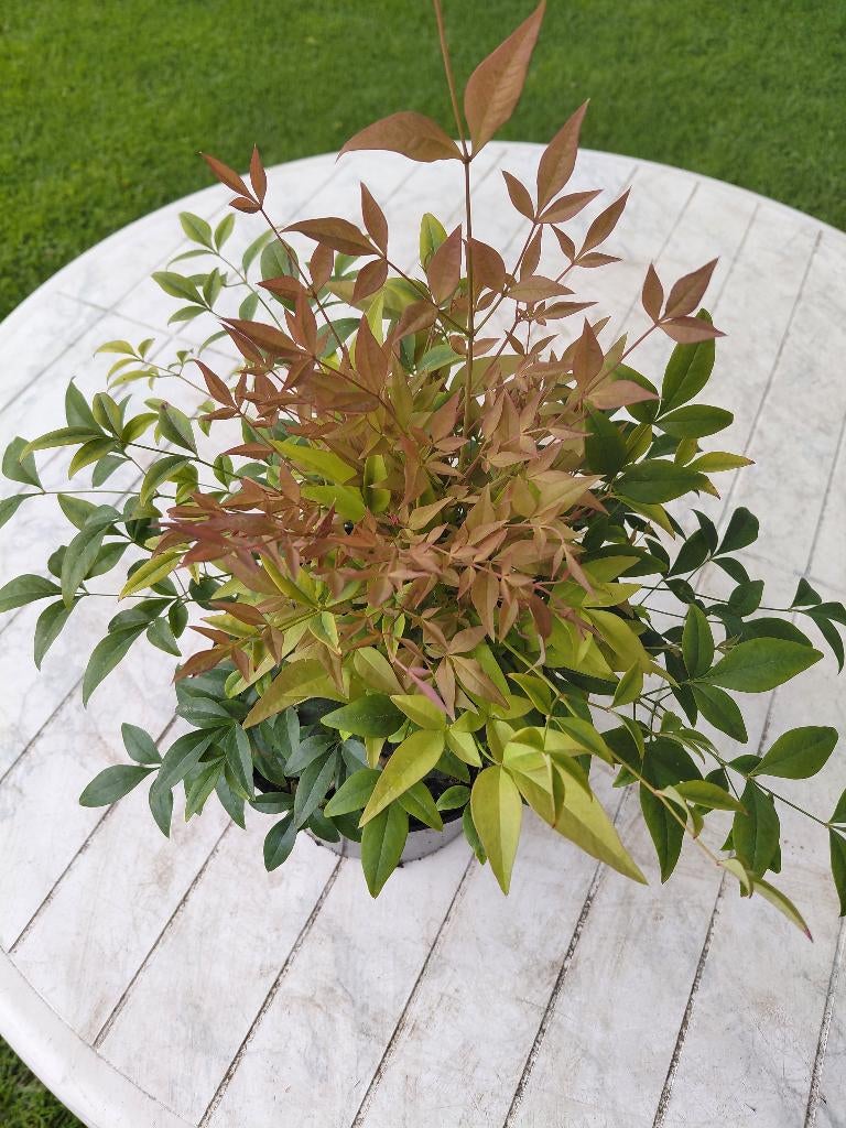 Nandina Gulfstream, Ophalen, Bamboe