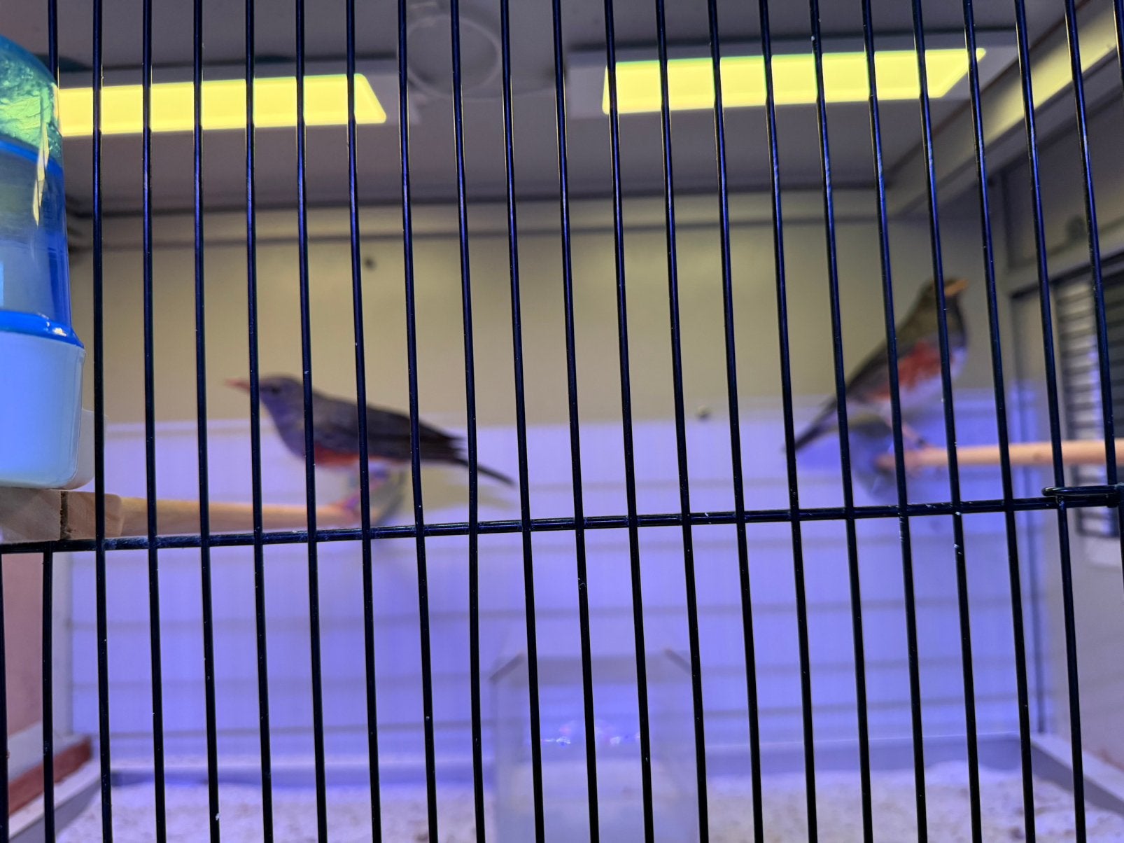 Grijskap lijsters, Dieren en Toebehoren