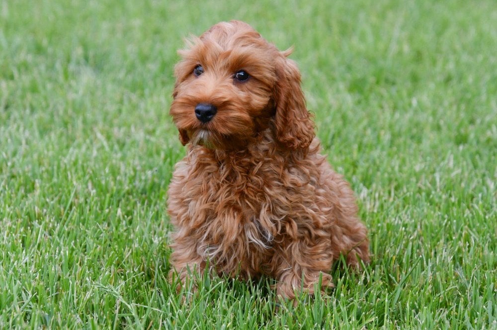Chiots Cockapoo à vendre