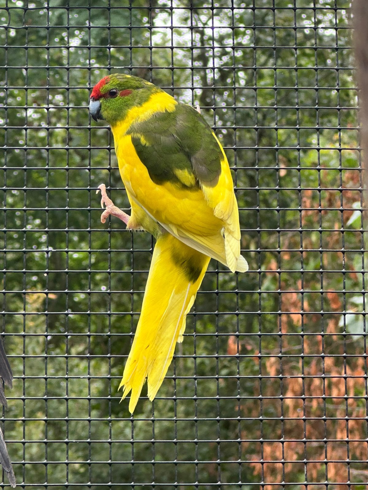 Kakariki, Dieren en Toebehoren, Vrouwelijk, Parkiet, Geringd