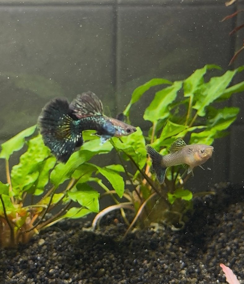 Green dragon guppen te koop!, Dieren en Toebehoren