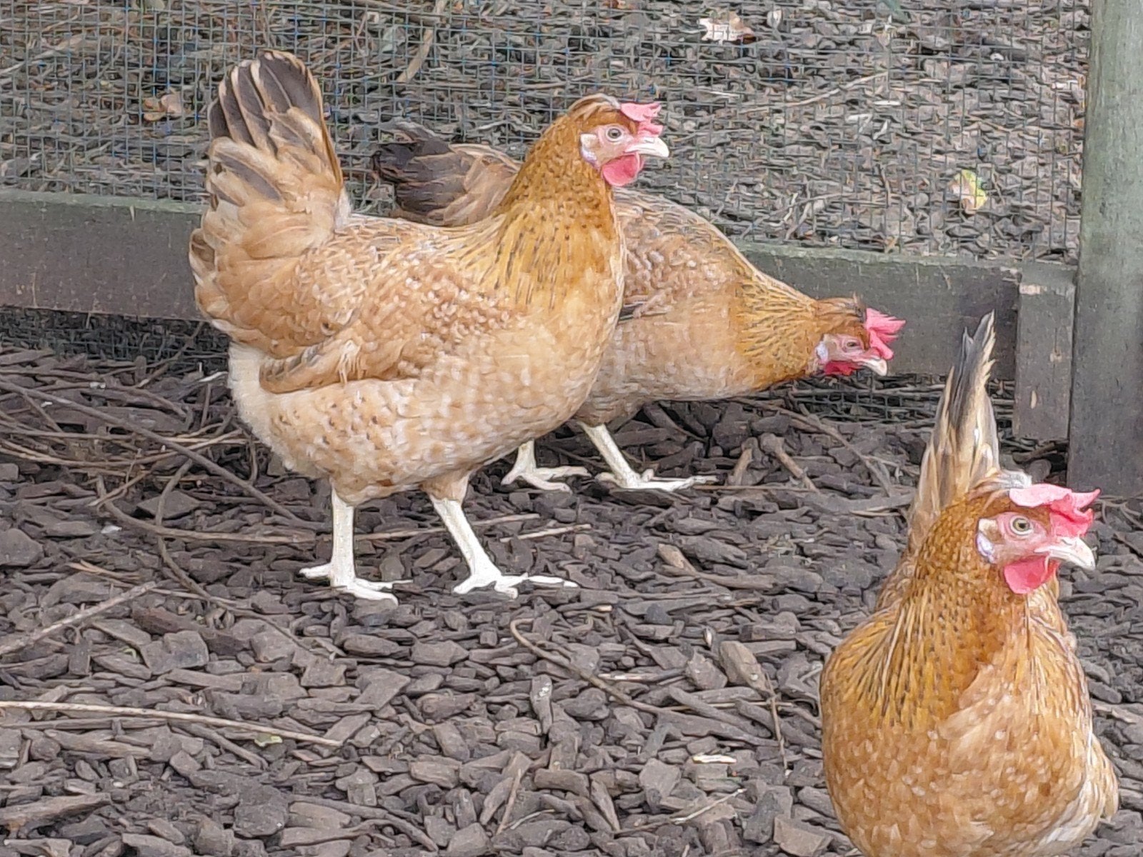 olijfleggers creamlegbar, Dieren en Toebehoren