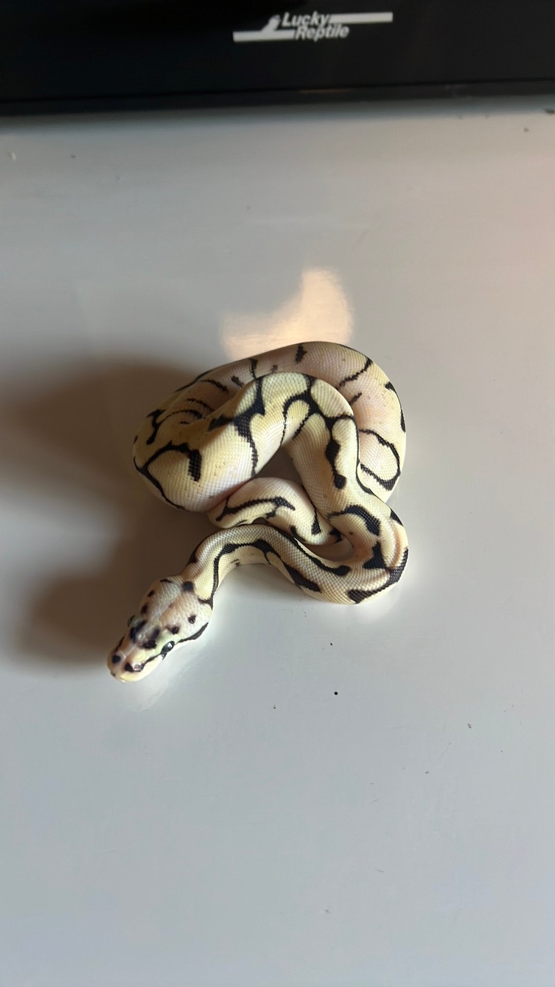 0.1 Bumblebee 100% Het Axanthic TSK 100% Het Desert Ghost, Dieren en Toebehoren