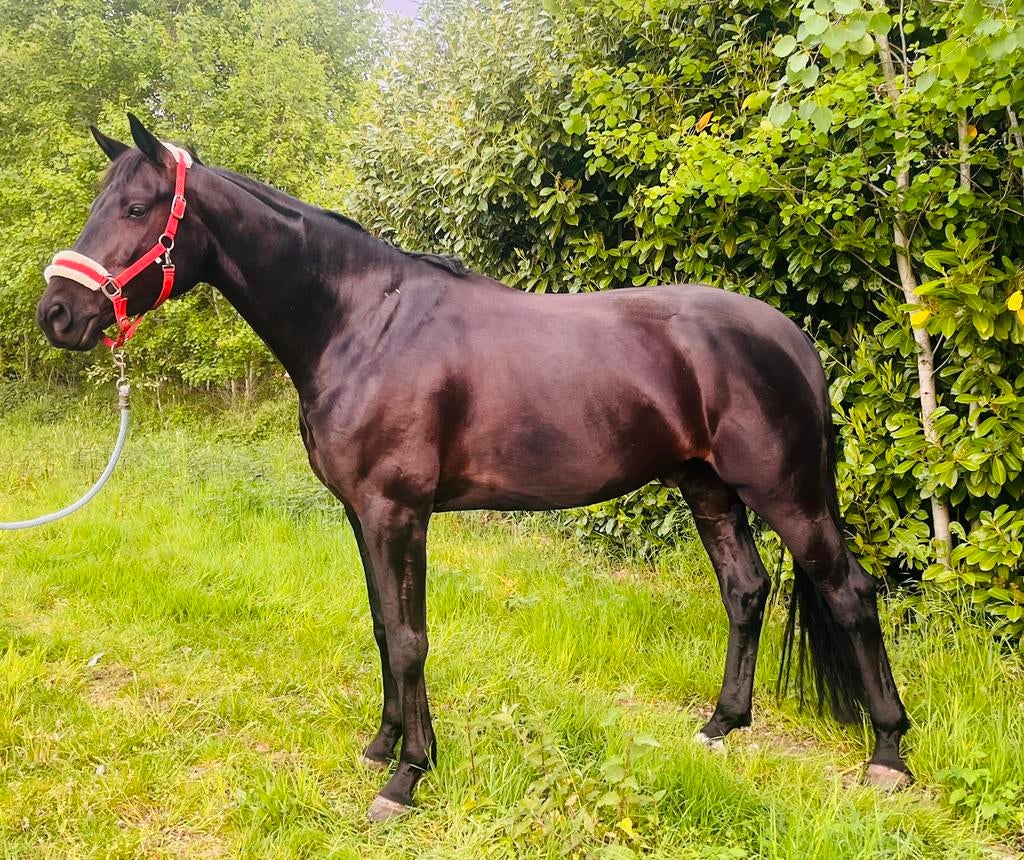 5 jarige Glamourdale ruin, Animaux & Accessoires, Chevaux, Hongre