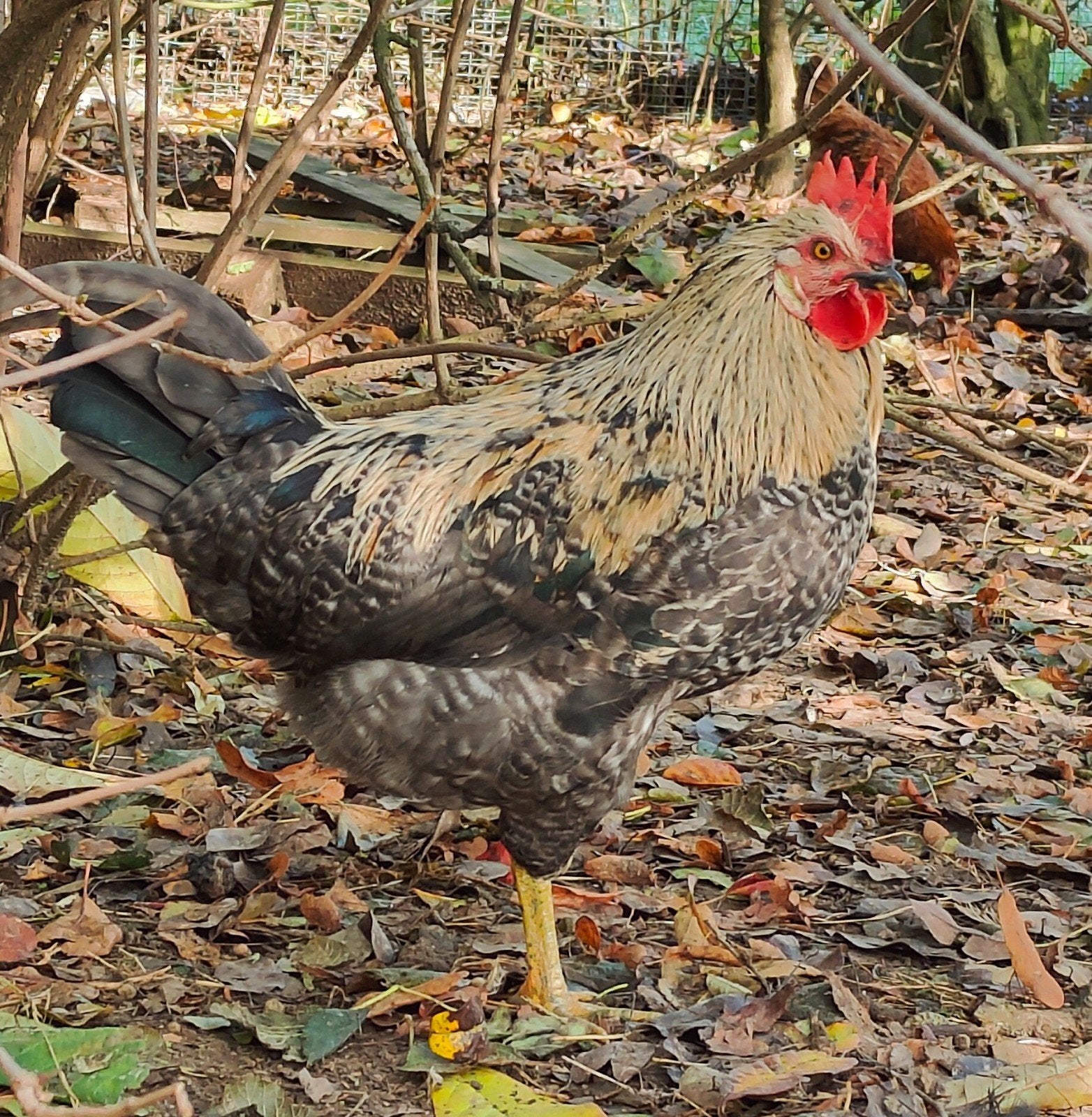 Jonge haan zoekt nieuwe thuis, Dieren en Toebehoren, Mannelijk, Kip