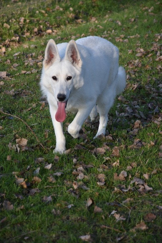 Prachtige langharige Zwitserse Witte Herder pup, Parvo, België, 8 tot 15 weken, Teef