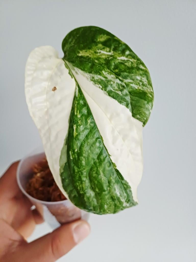 Amydrium Medium Albo variegata, Overige soorten, In pot, Minder dan 100 cm, Groene kamerplant