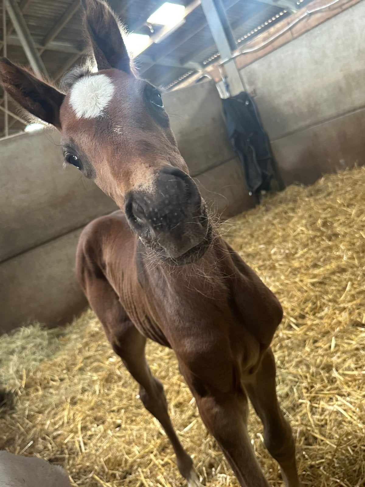 Merrie veulen conkanno PS, Dieren en Toebehoren, Paarden, Merrie, Z