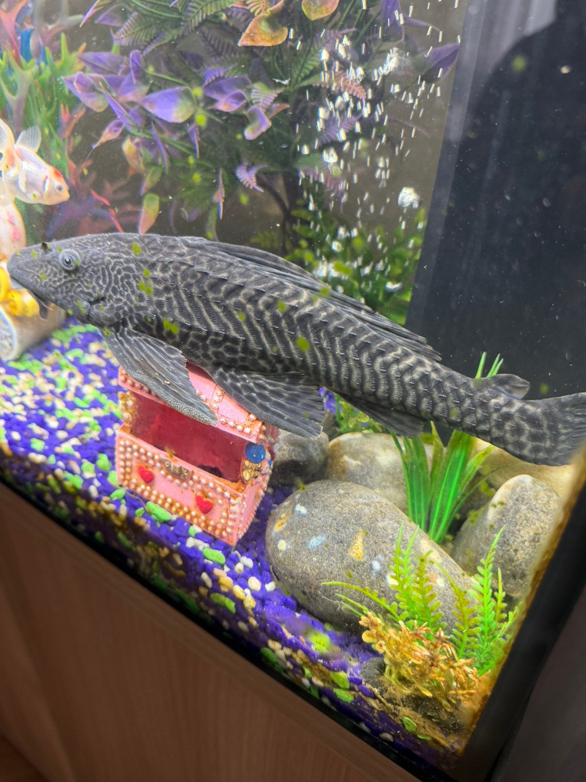 Sailfin Pleco, Dieren en Toebehoren, Vissen | Aquariumvissen, Vis