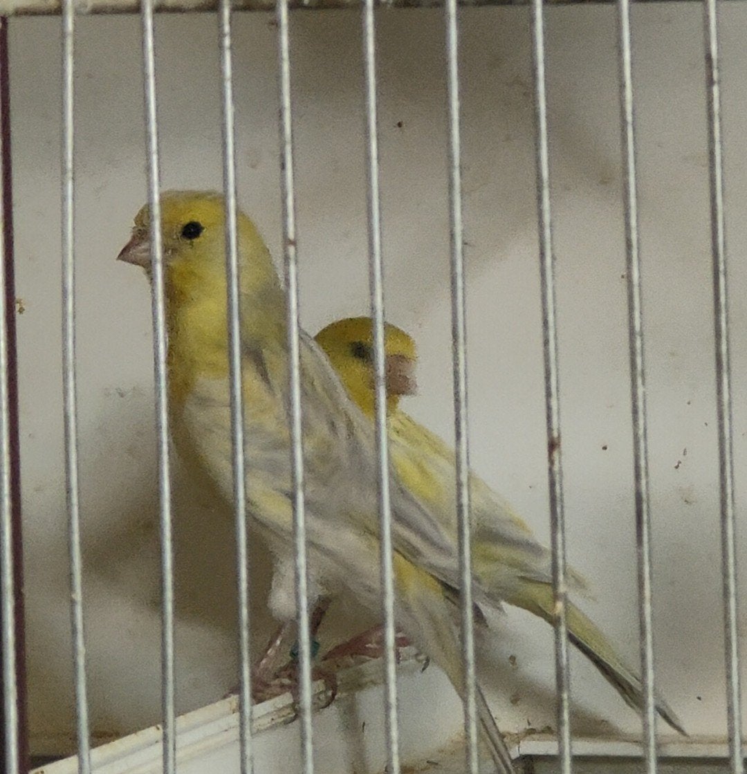 Jonge agaat geel mozaiek kanarie, Dieren en Toebehoren, Vogels | Kanaries
