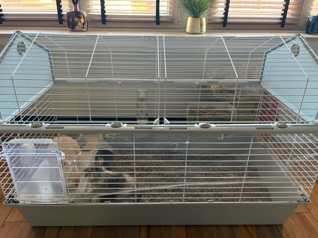 A donner ! Lapins nains femelles de 5 mois, Animaux & Accessoires, Enlèvement, Comme neuf, Cage