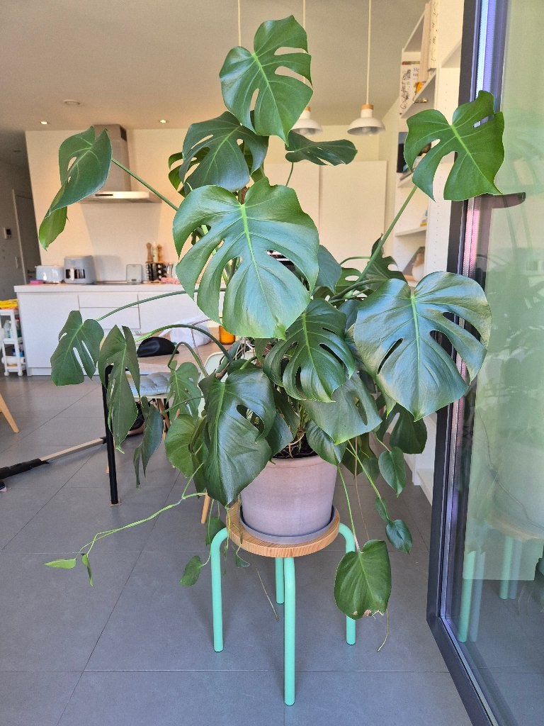 Grote Monstera kamerplant met stenen pot, Huis en Inrichting, Ophalen, 100 tot 150 cm, Overige soorten, Halfschaduw