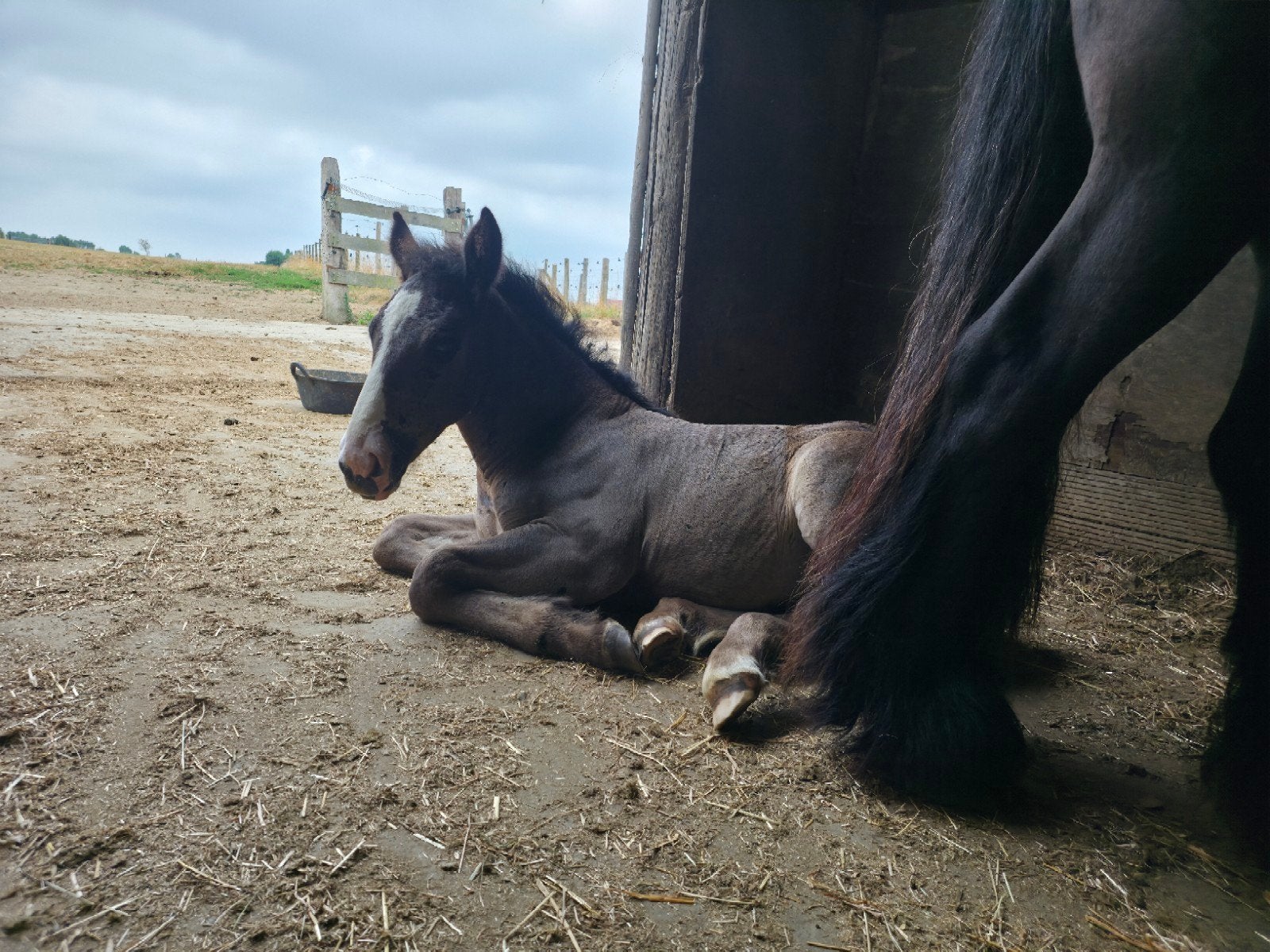 trekpaard veulens merrie en hengst schoft 1m50, Minder dan 160 cm, 0 tot 2 jaar, Gechipt, Onbeleerd