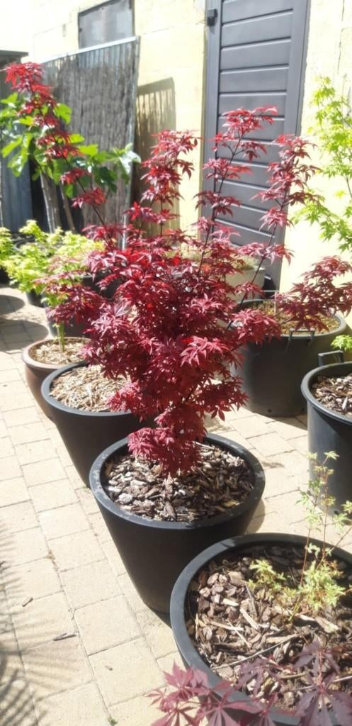 JAPANSE ESDOORN, Tuin en Terras, Ophalen, Vaste plant