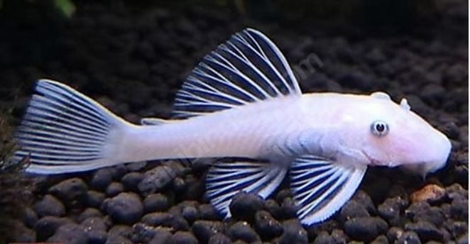 Snow-white sneeuwwitte ancistrus ruitenkuisers 6+cm, Dieren en Toebehoren, Vis, Zoetwatervis