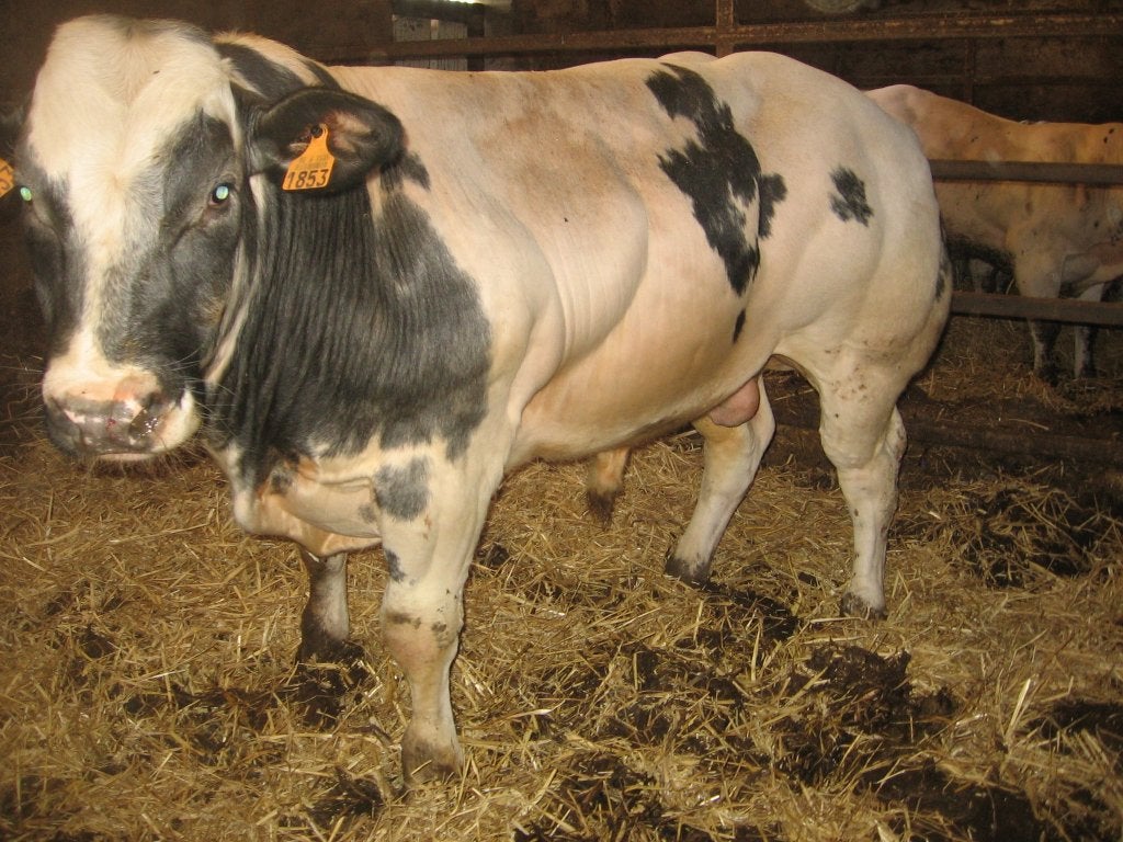 Dekstier zoon van Happy en vrij van alle gebreken., Dieren en Toebehoren, Runderen, Mannelijk, 0 tot 2 jaar
