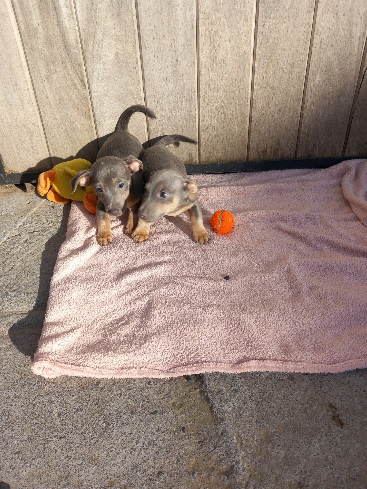 chiots Jack Russell, Animaux & Accessoires, Particulier, Belgique, 8 à 15 semaines, Un chien