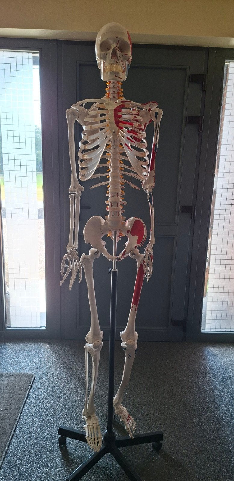 Anatomisch skelet, Diversen, Schoolbenodigdheden, Ophalen