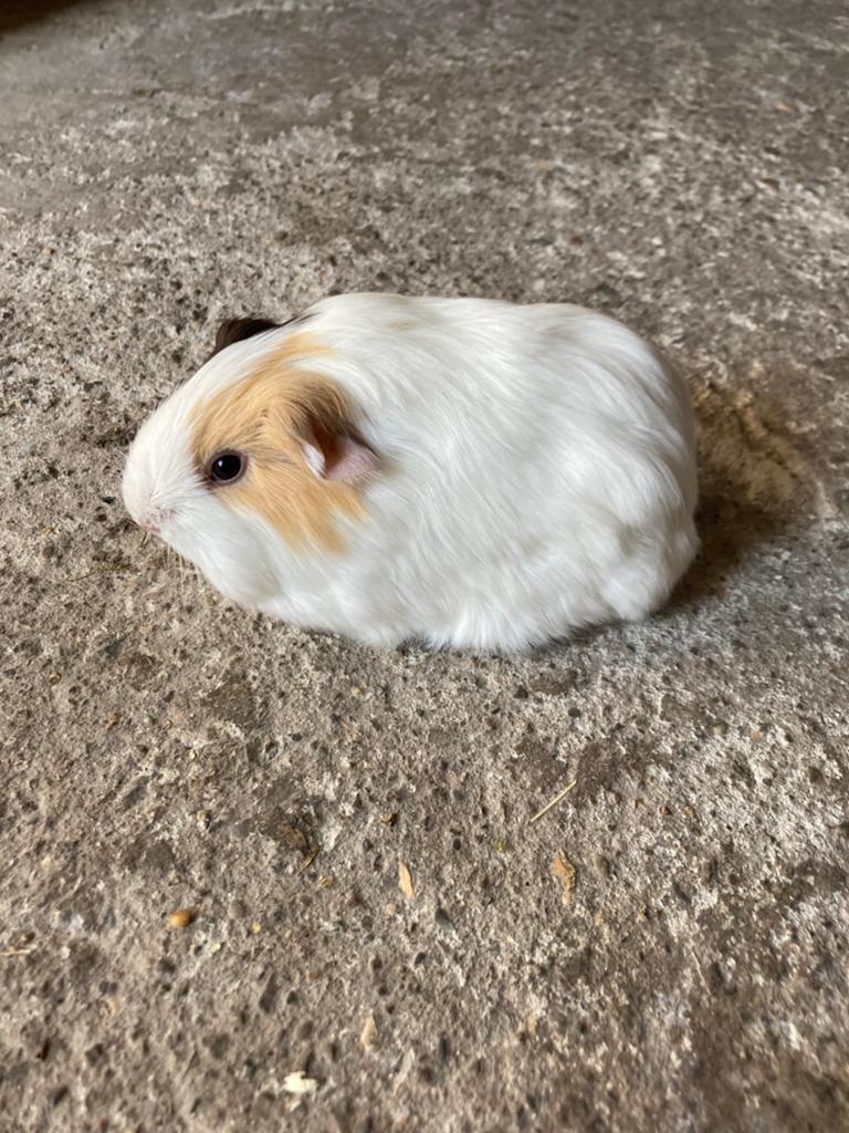 1 langharig sheltie cavia beertje te reserveren, Dieren en Toebehoren, Knaagdieren, April, Cavia