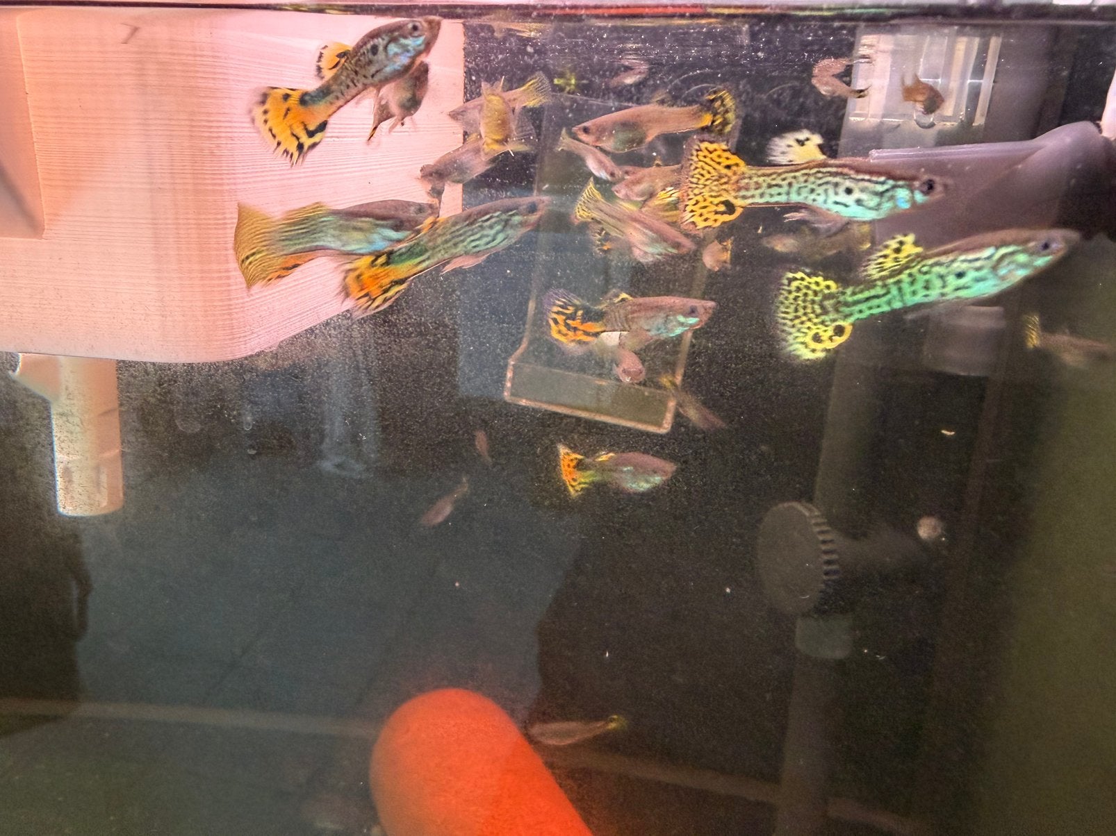 Green snakeskin guppy kweekgroep, Vis, Zoetwatervis, Schoolvis