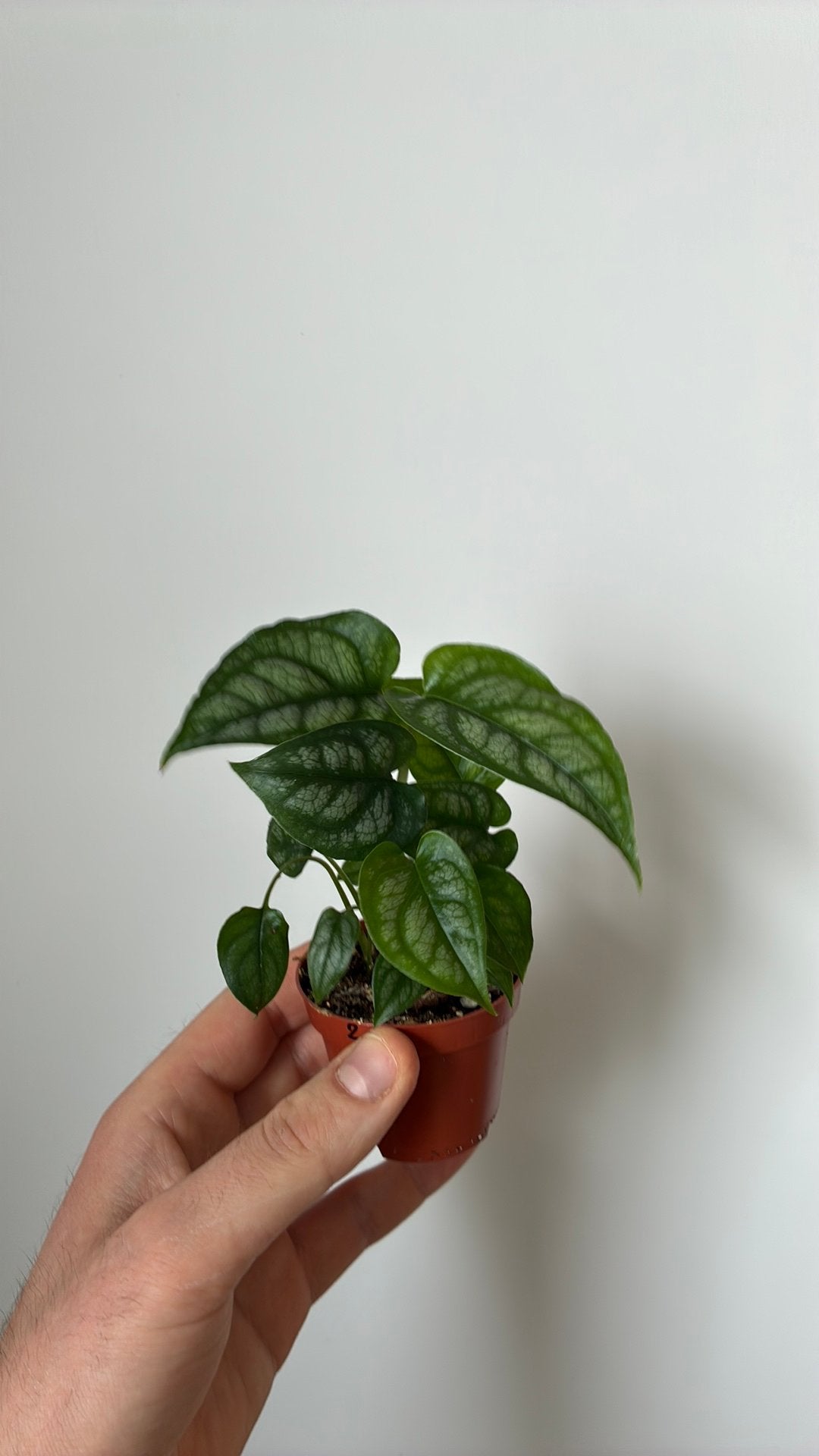 Monstera siltepecana, Ophalen, In pot