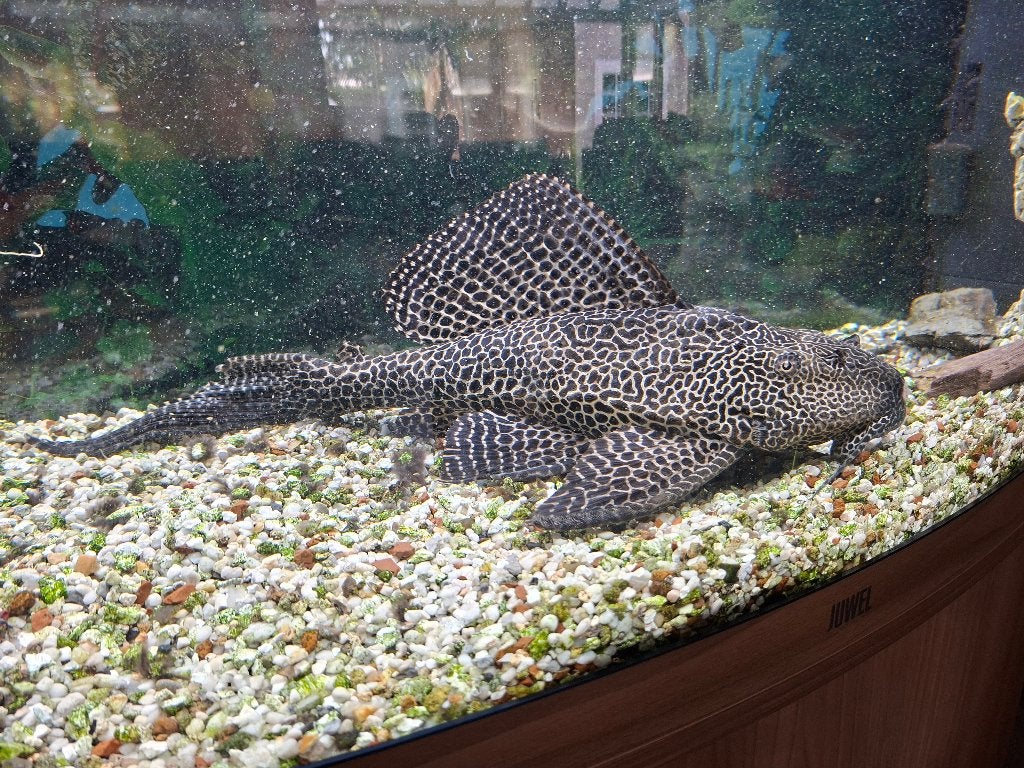 Zeilvin pleco, Dieren en Toebehoren, Vissen | Aquariumvissen, Vis, Zoetwatervis