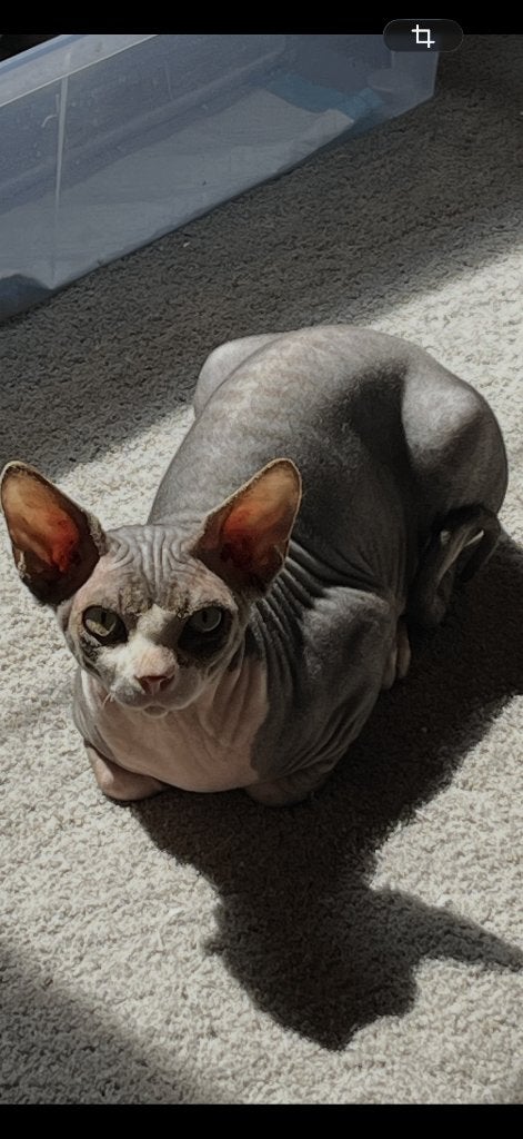 Chat SPHYNX de 10 mois, Chat, Avec pedigree, 0 à 2 ans