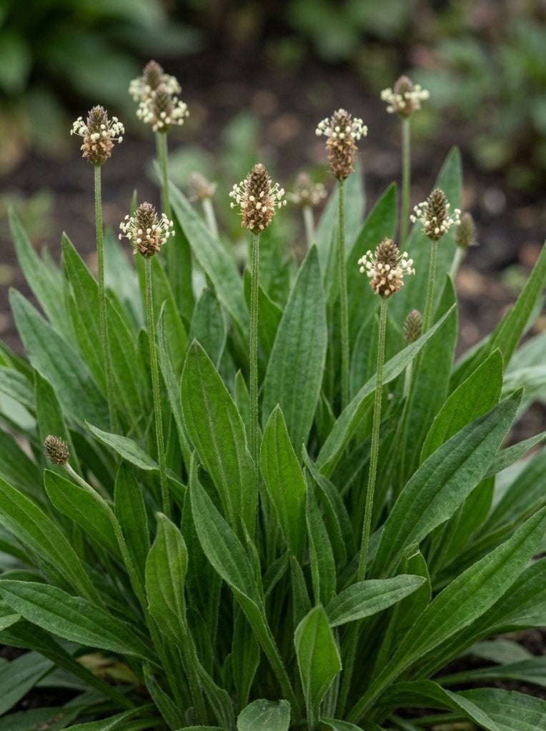 Graines de plantain étroites - Plantago Lanceolata BIO, Jardin & Terrasse, Bulbes & Semences, Enlèvement ou Envoi