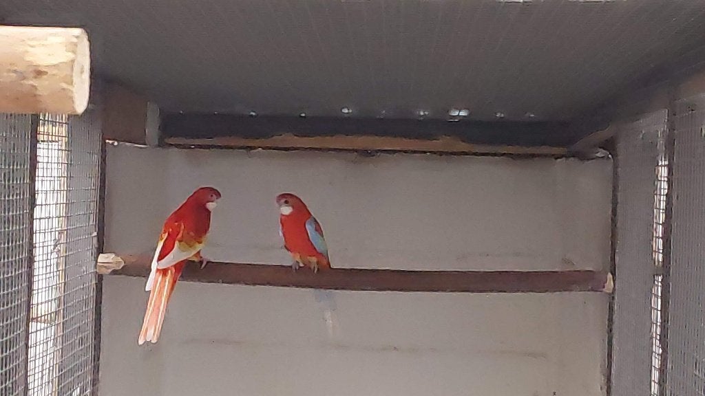 Kwkoppels rosellas, Parkiet, Geringd