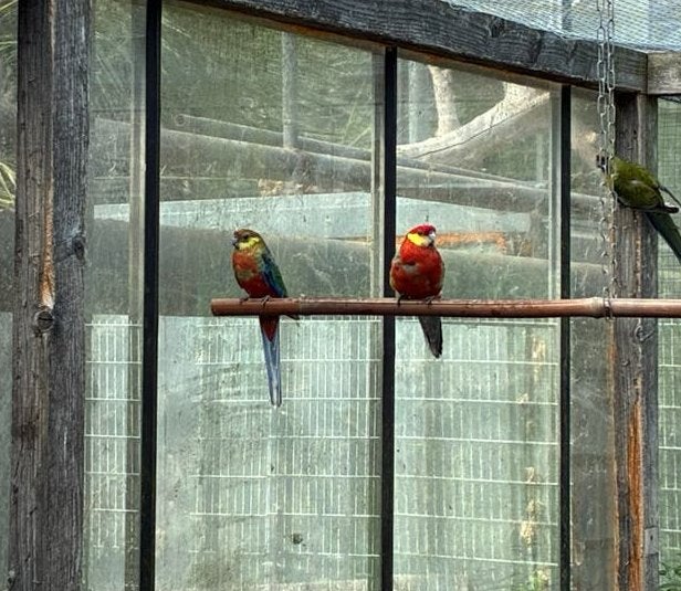 Stanley rosellas 2026, Dieren en Toebehoren, Meerdere dieren, Parkiet, Geringd