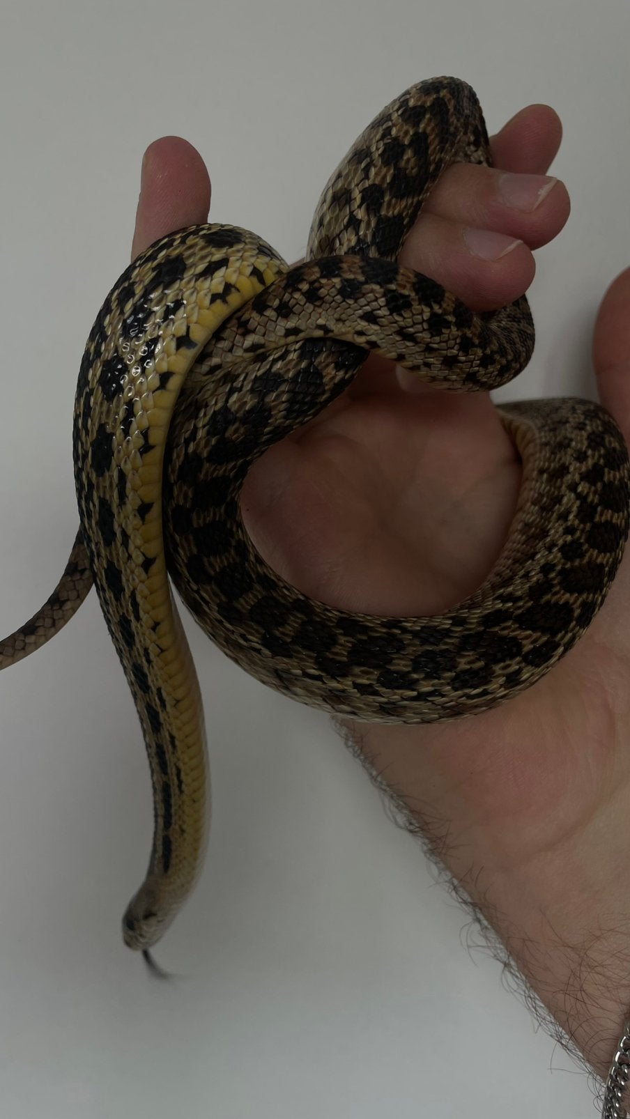 Stierslang, Dieren en Toebehoren, Reptielen en Amfibieën, Met terrarium