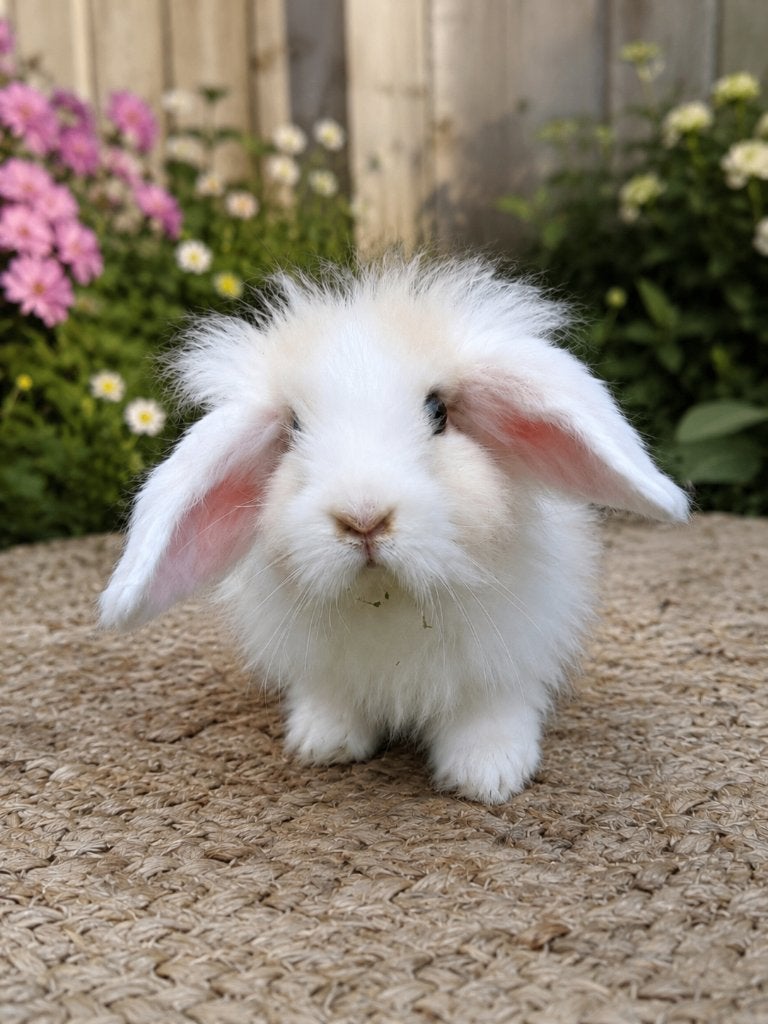 Teddy baby voedstertje, Dieren en Toebehoren, Konijnen, Vrouwelijk, Klein, Hangoor, 0 tot 2 jaar