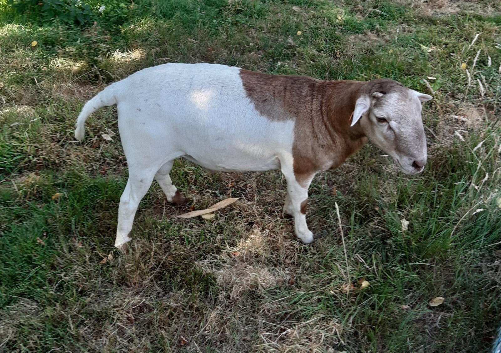 ram  kruising dorper met kameroen, Mâle, Mouton, 0 à 2 ans