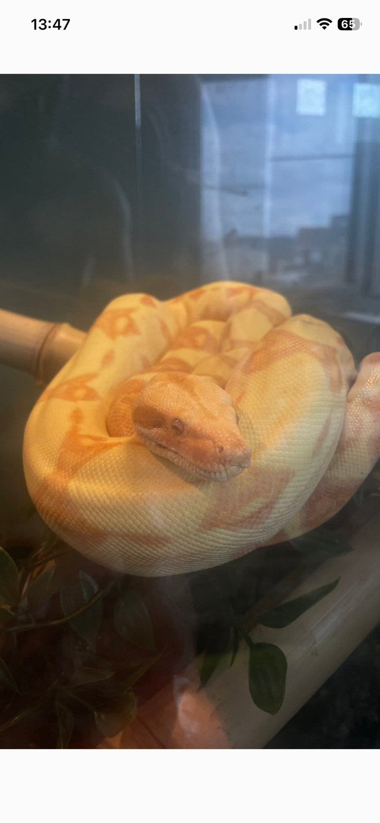 Boa constrictor, Dieren en Toebehoren, Ophalen, Zo goed als nieuw