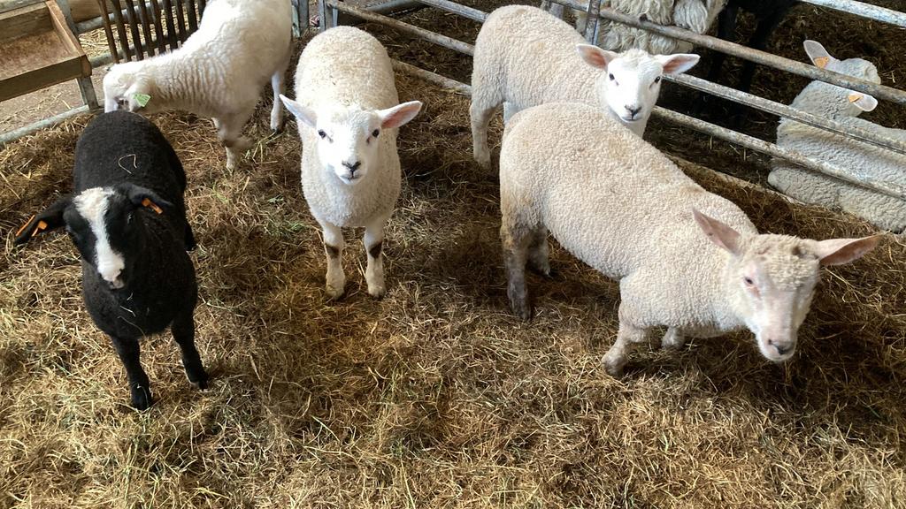 Lammeren te koop, Plusieurs animaux, Mouton, 0 à 2 ans
