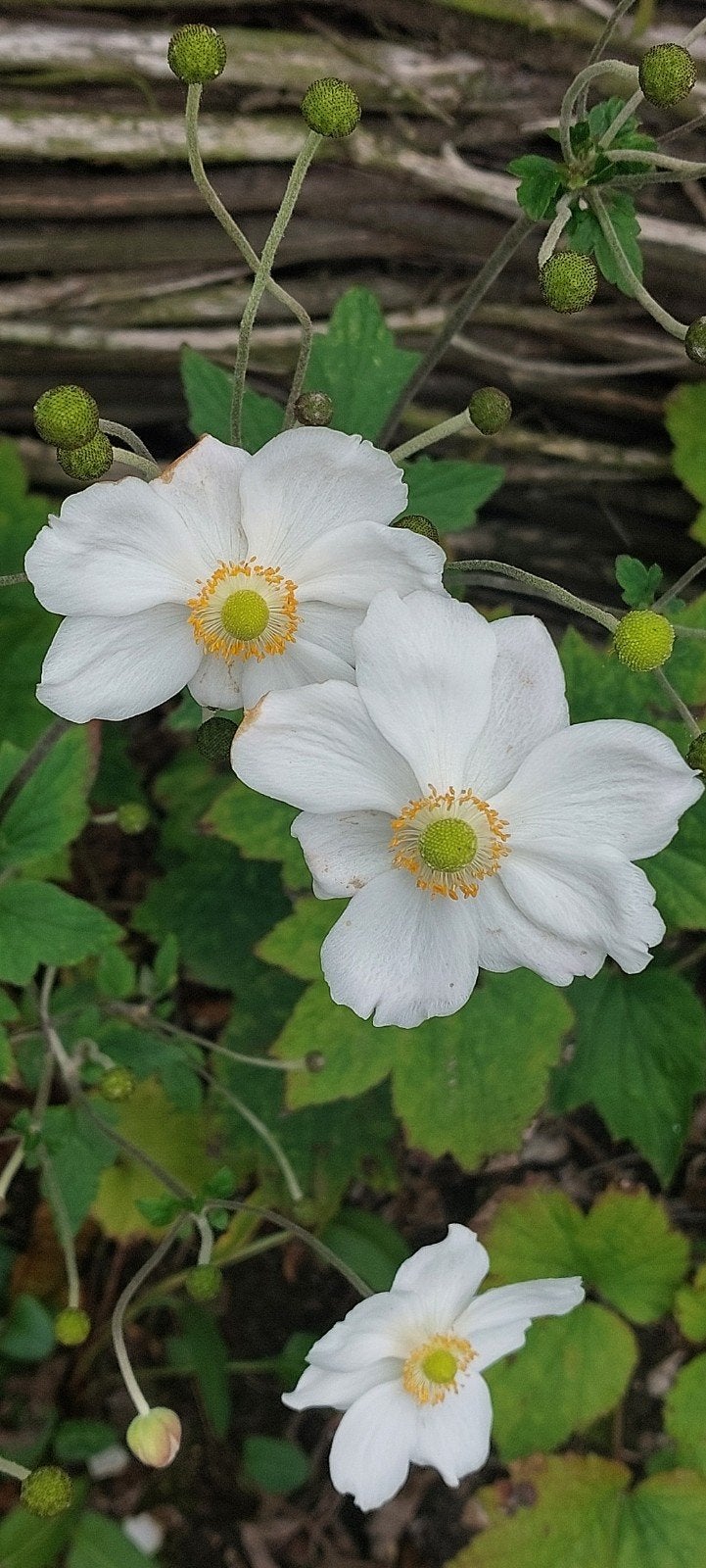 Anemone Honorine Jobert - laatste pot, Ophalen, Volle zon