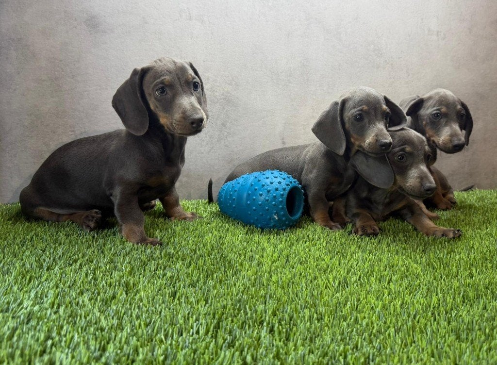 Dwerg Teckel / Dachshund pups bij ons thuis geboren, Dieren en Toebehoren, Honden | Teckels en Dashonden, Meerdere dieren, Korthaar