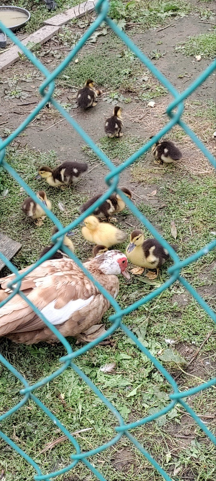 barberie eendjes, Dieren en Toebehoren