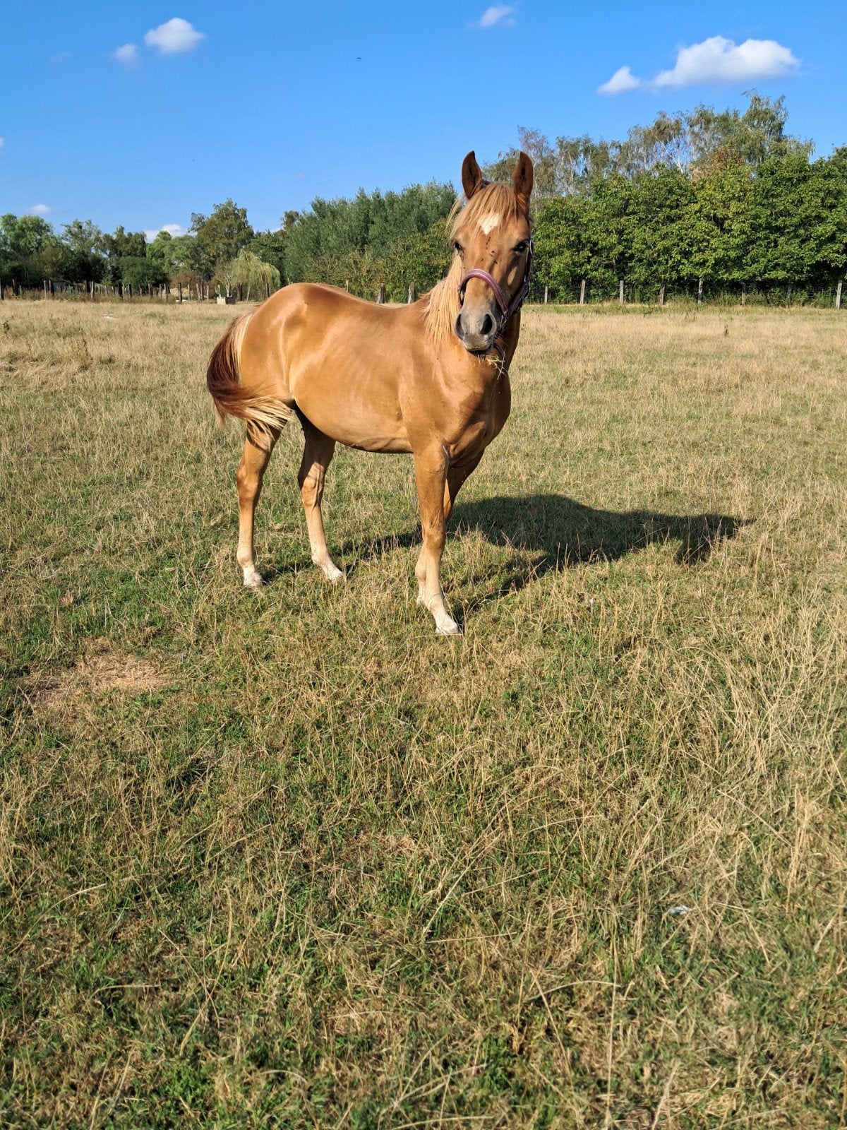 brave merrie, Dieren en Toebehoren, Merrie