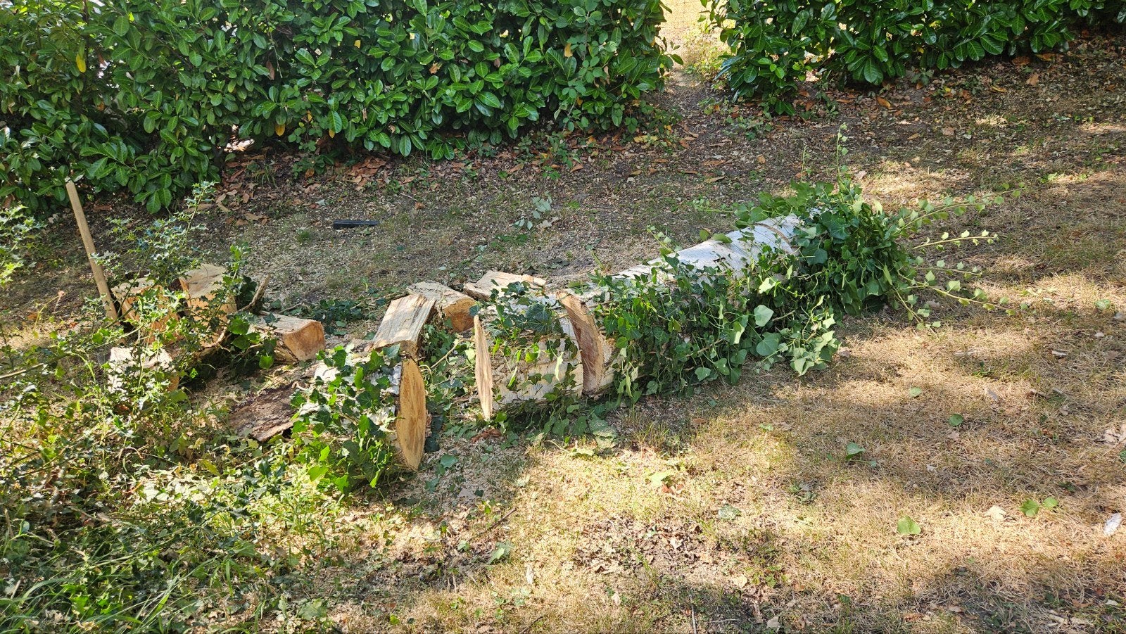 bouleau, Moins de 3 m³, Enlèvement, Bouleau, Troncs d'arbres
