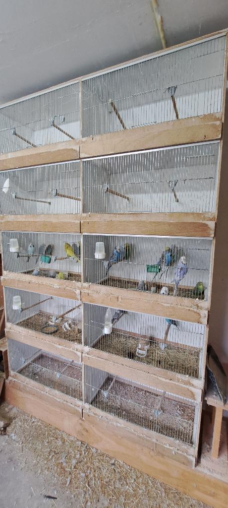 Kweekkooi, Dieren en Toebehoren, Vogels | Hokken en Kooien, Gebruikt, Ophalen