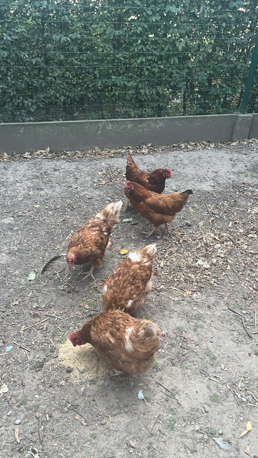 Legkippen, Dieren en Toebehoren, Pluimvee, Vrouwelijk, Kip